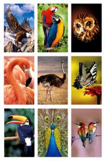 Obrázek z Nálepky 3D 9ks set - ptáci(25) 